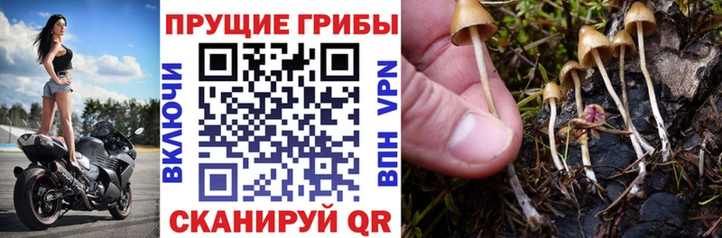 Псилоцибиновые грибы Psilocybine cubensis  ссылка на мегу вход  дарк нет телеграм  Заинск 